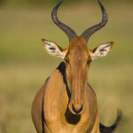 COKE’S HARTEBEEST