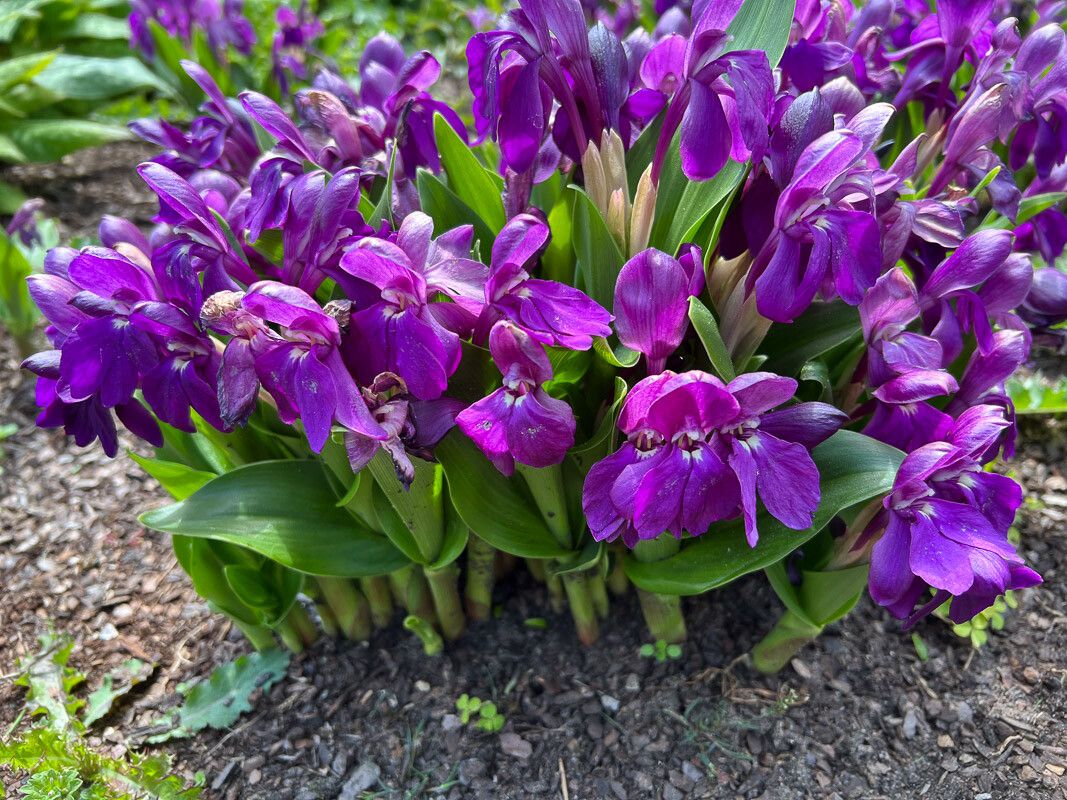 Roscoea humeana