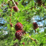 1.Larix_decidua_foliage_cones