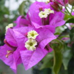 1024px-Bougainvillea_glabra
