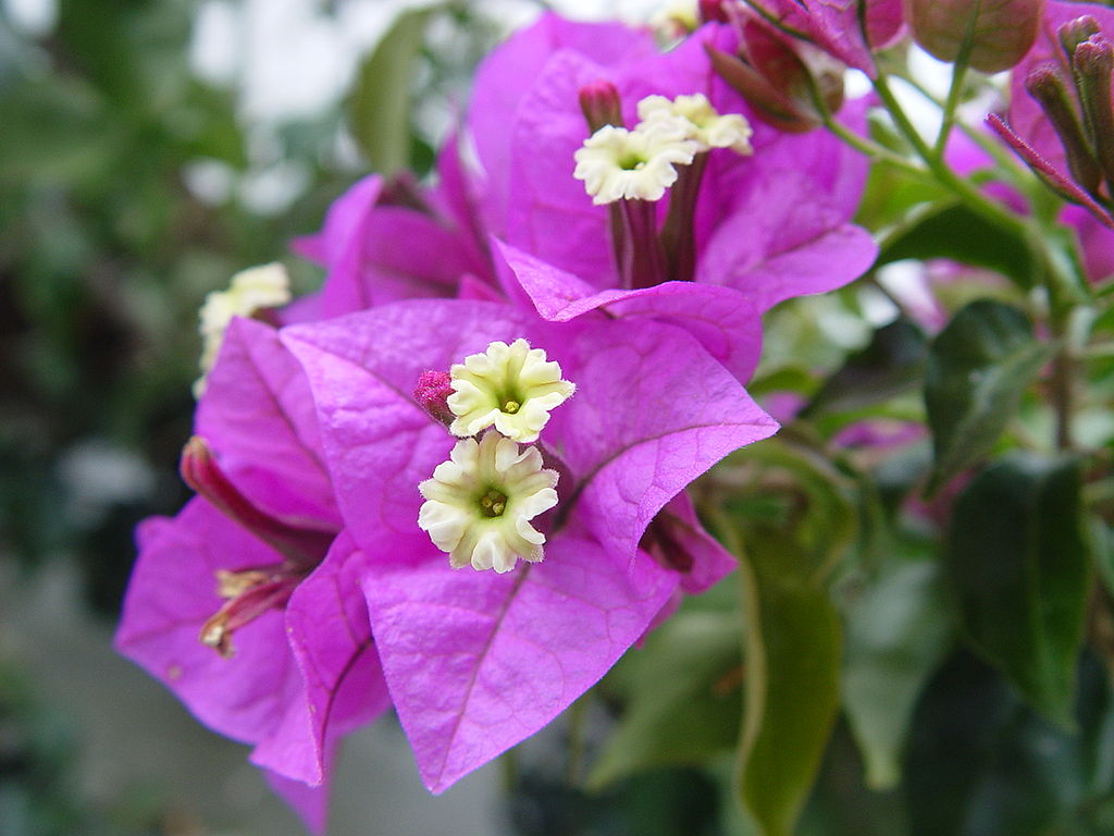 Bugenvilea