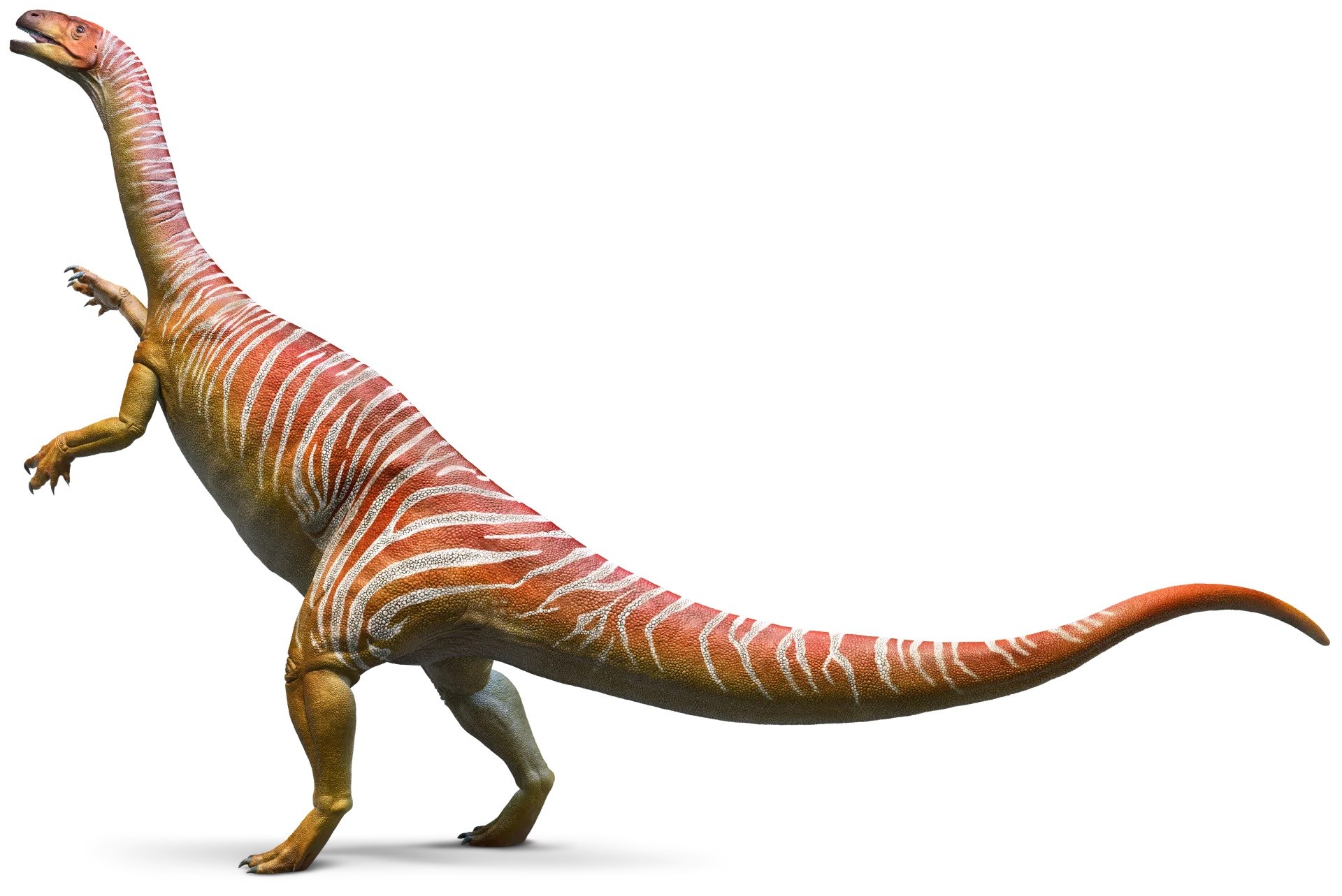 Plateosaurus