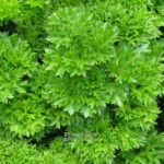 1185325_Petroselinum_crispum___Grandeur_____petrzel_natova_kaderava_main_large