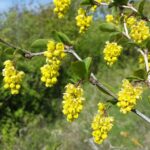 1200px-Berberis_vulgaris_sl5