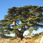 1200px-Cèdre_du_Liban_Barouk_2005