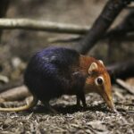 1200px-Rhynchocyon_petersi_from_side