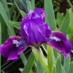 120510-2_iris-brannigen–2.jpg