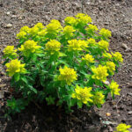1280px-Euphorbia_epithymoides_001