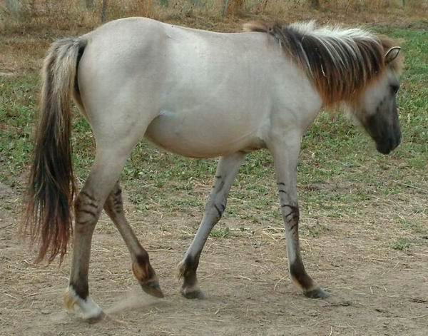 Tarpan lesní
