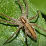 1449261082-obr-c6-pisaura-mirabilis-50502