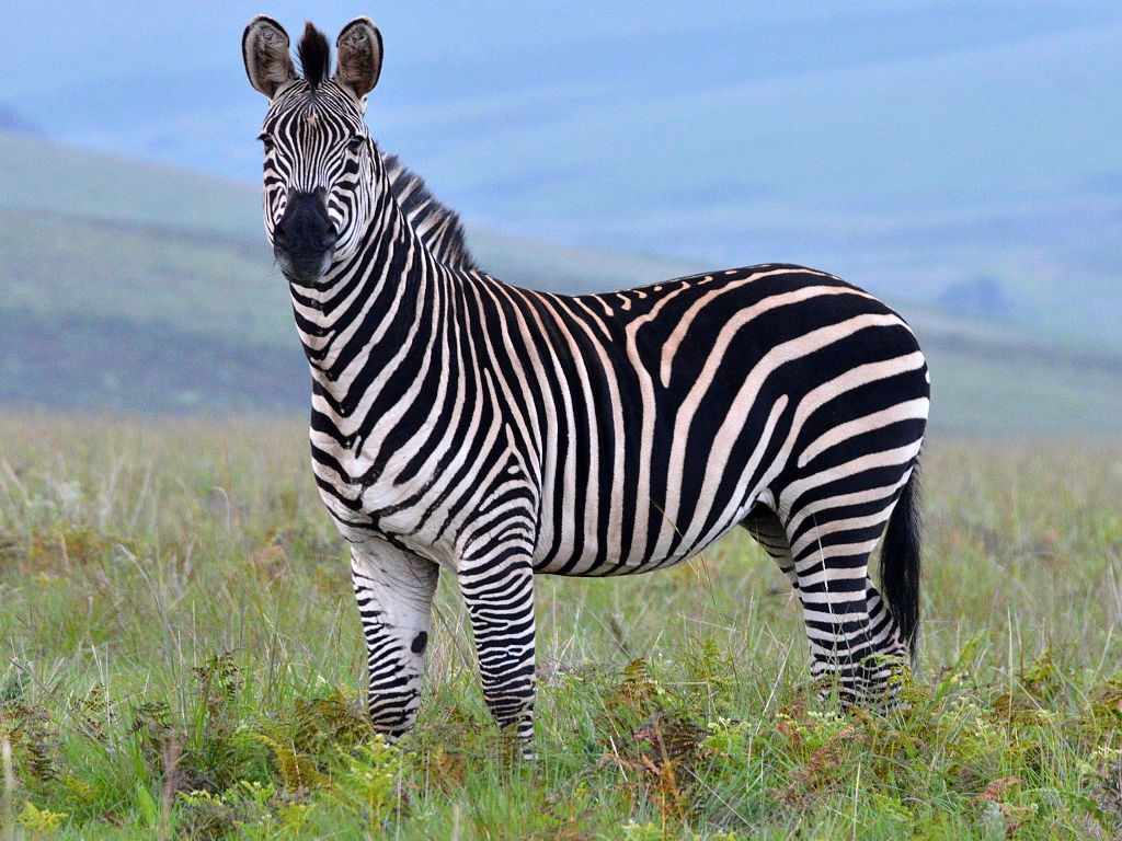 Zebra crawshayova