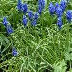 20440-muscari-botryoides-230423-081712