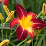 Denivka Hemerocalis ruby spider