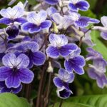 2048×1365-Houseplants-for-flowers-Torie_Chugg_02_07_18_streptocarpus-denim-f1a4fa2