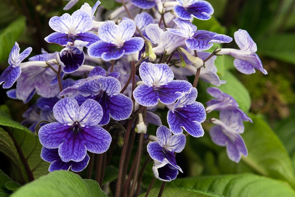 Streptokarpus