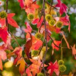 detail of liquidambar (sweetgum tree) seeds and leafs with blurred background – autumnal background