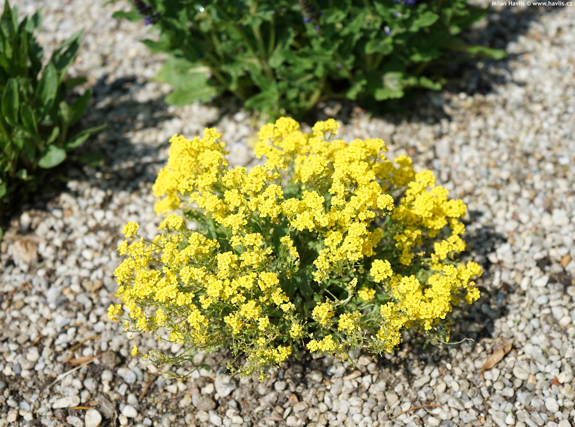 Tařice skalní