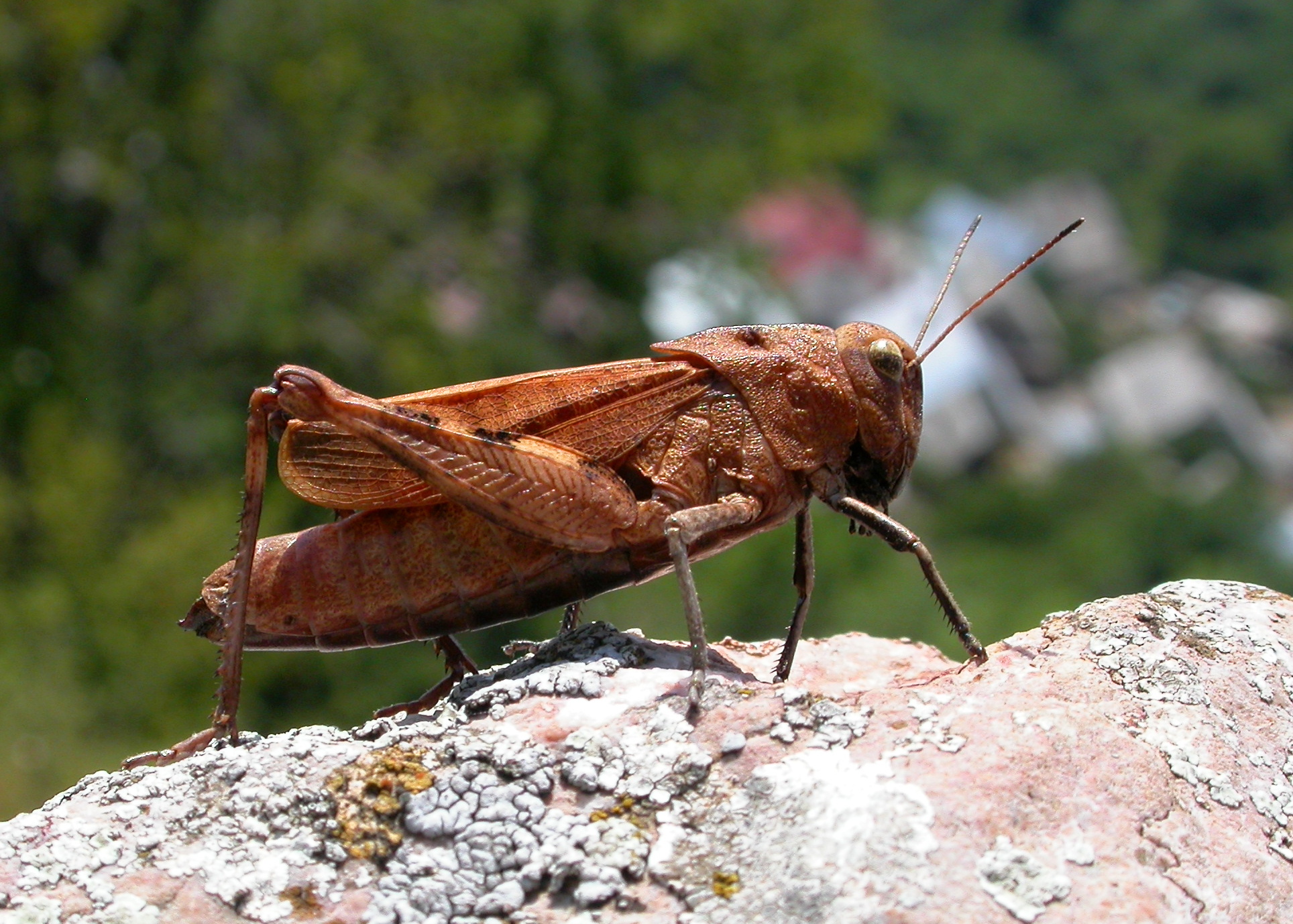 Saranče vrzavá