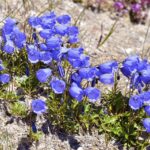 28917193-campanulas-campanula-cochleariifolia-también-cochlearifolia-campanula-en-los-alpes-franceses-a-la