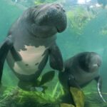 29699_trichechus-inunguis-impa-c-doug-perrine-seapics-com