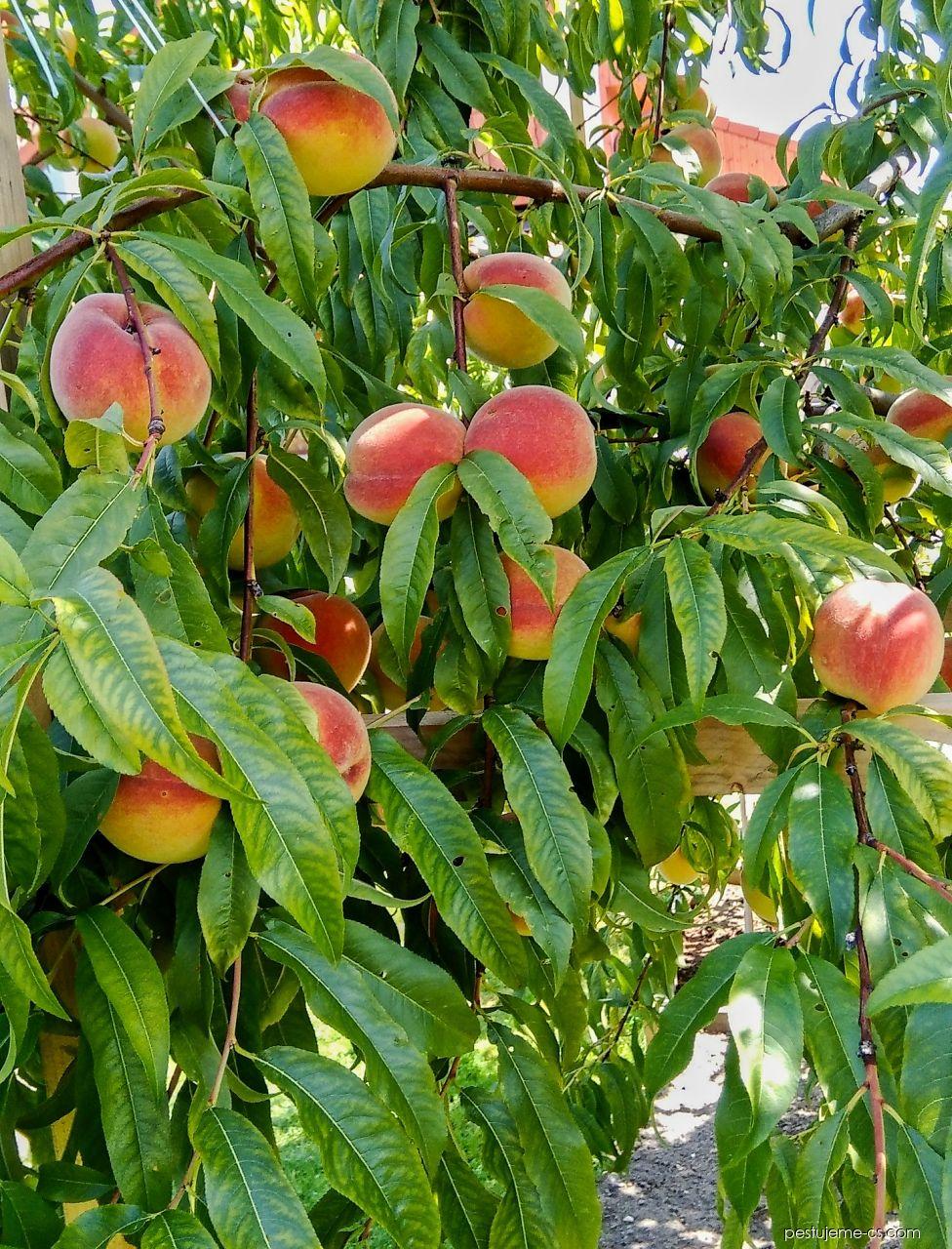 Nektarinka