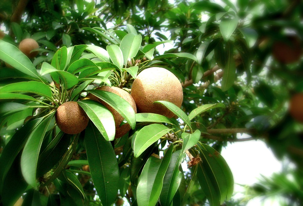 Zapota