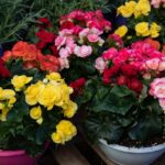 Variety,Of,Colorful,Begonia,Flowering,Plants,From,The,Family,Begoniaceae