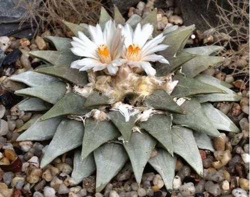 Ariocarpus retusus
