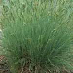 4470_festuca-ovina.jpg