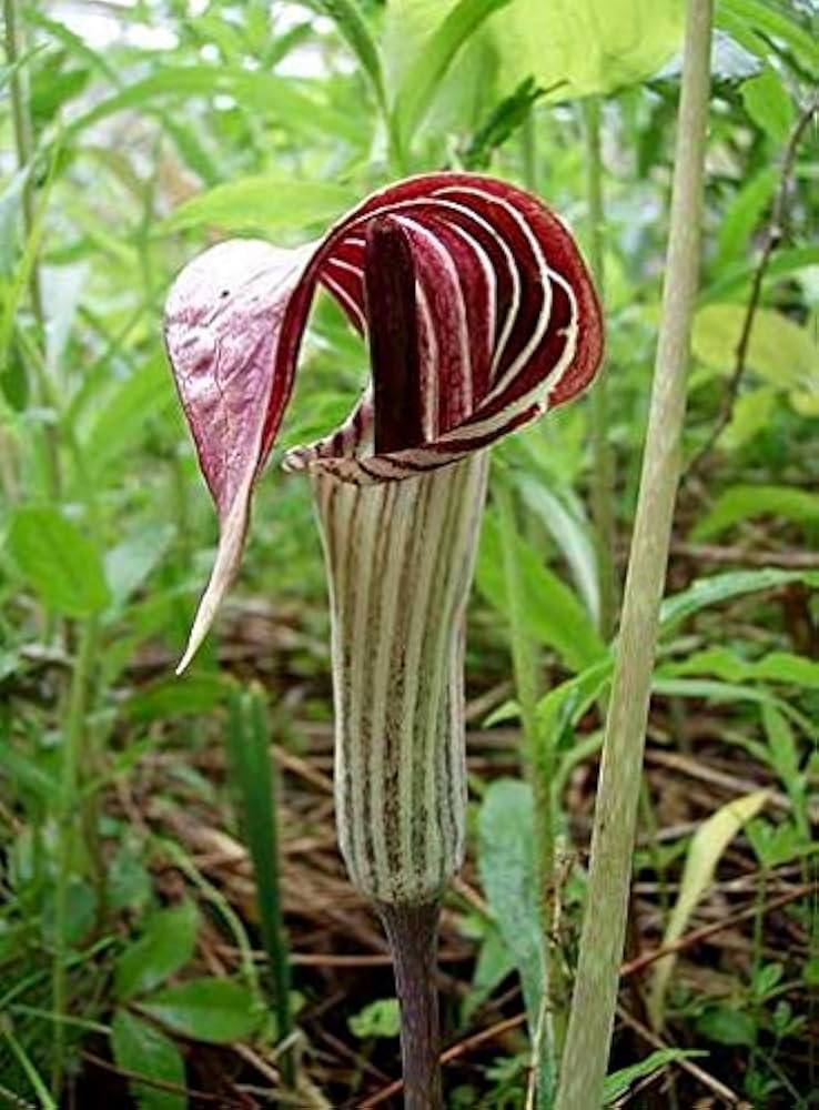 Arisema trojlistá