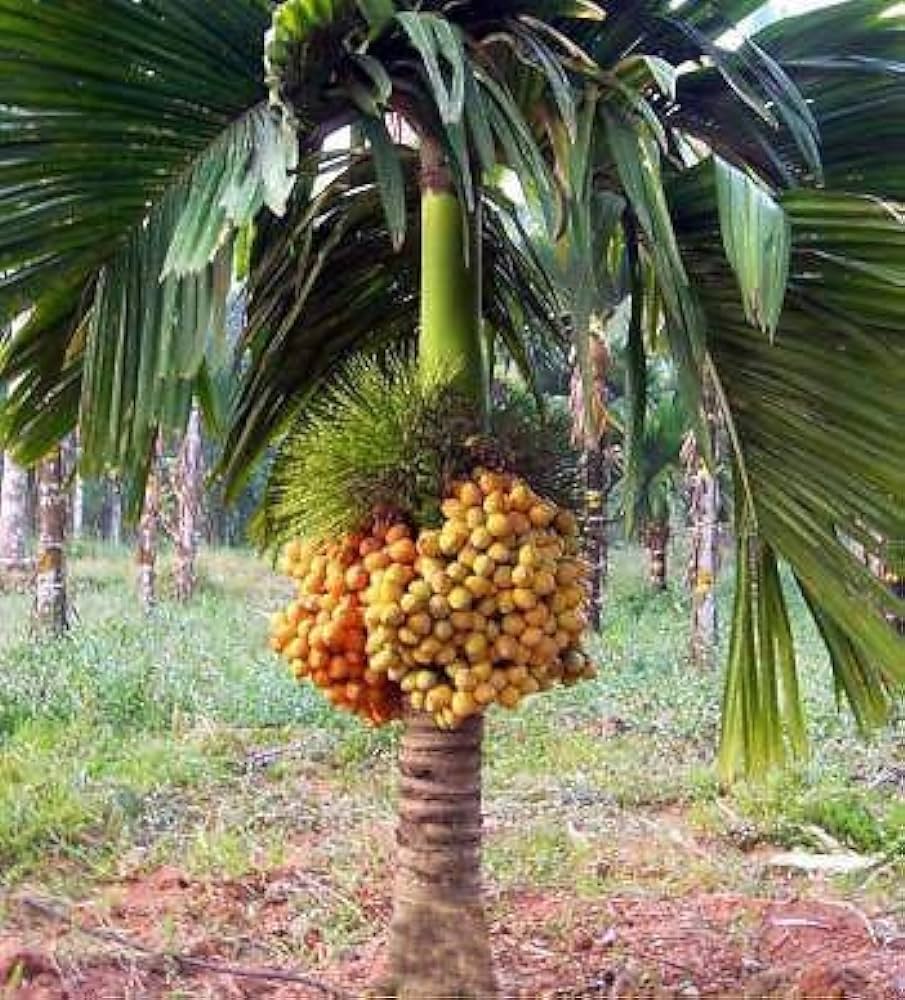 Areka obecná