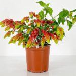 525-beloperone-guttata-katalog-komnatnih-rastenii