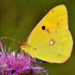 Žluťásek čičorečkový 5585-gallery_main-8959c