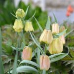 56282-fritillaria-pallidiflora-240411091956-1-