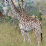640px-Giraffe_Mikumi_National_Park