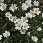 Rožec rolní 64530-rozec-rolni-kvety