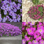 6683-aubrieta-x-cultorum-taricka