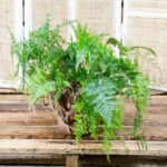 70055886-Davallia-Fejeensis-Rabbits-Foot-Fern-20cm