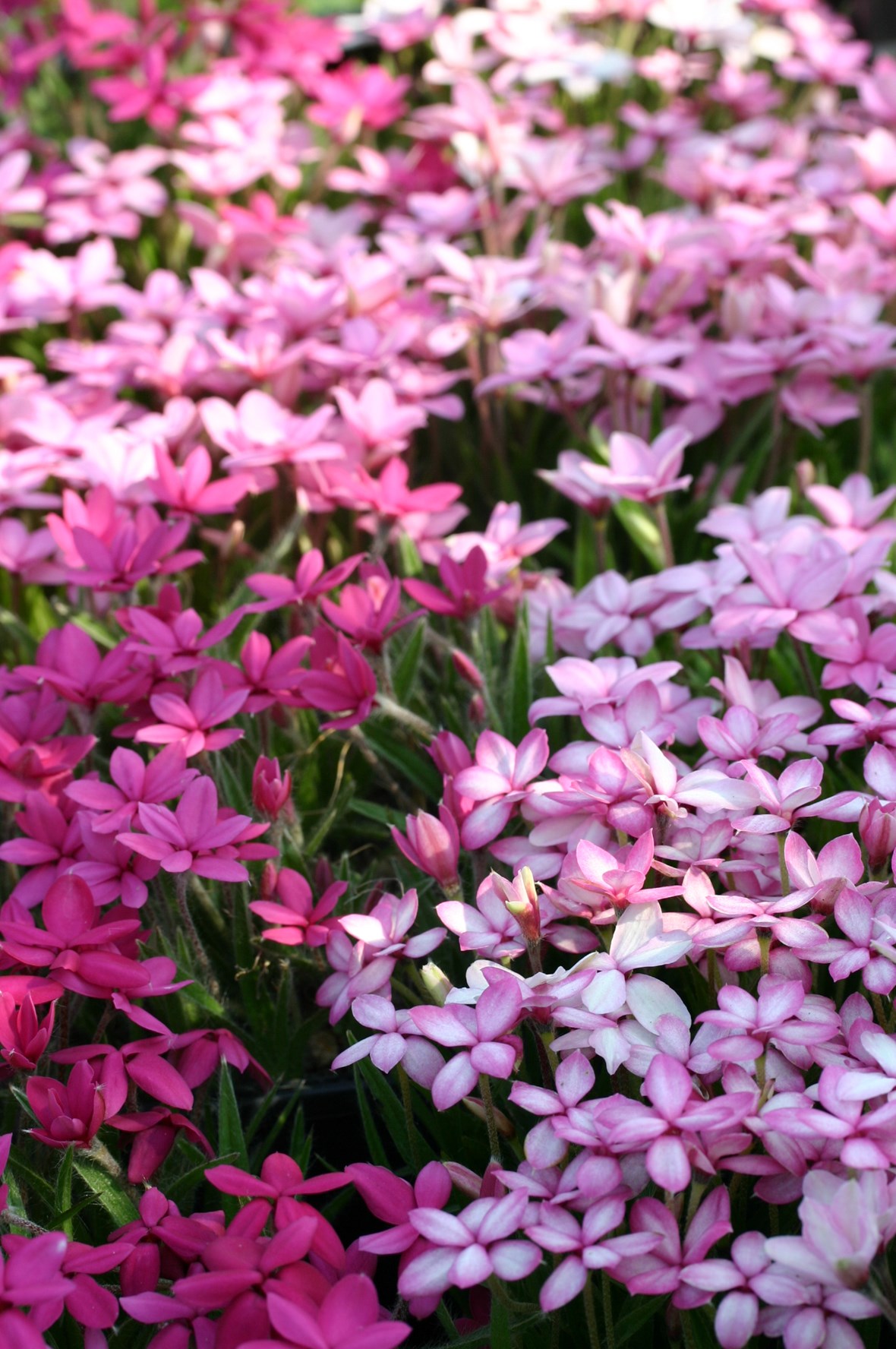 Rodohypoxis burský