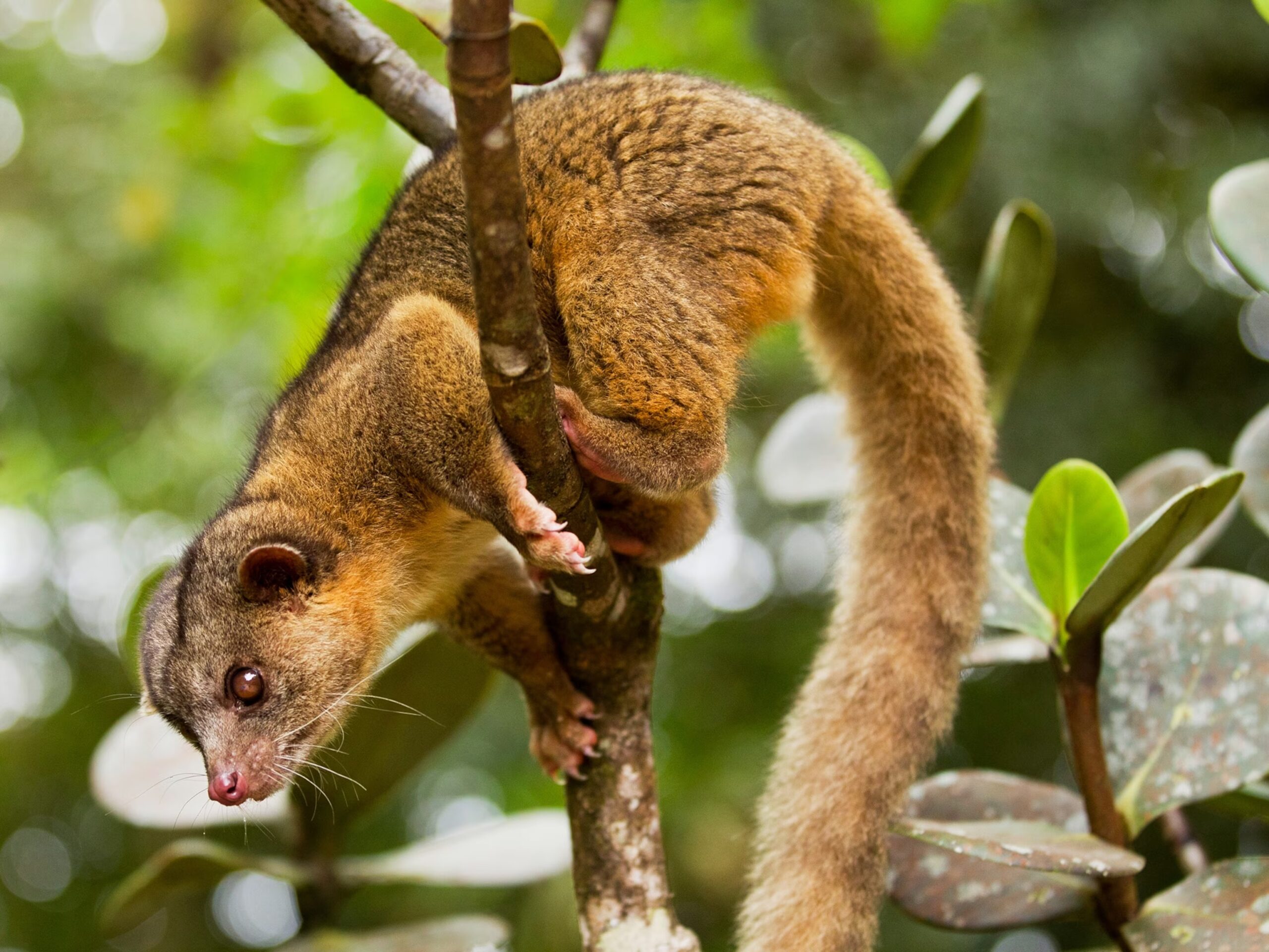 Olinguito