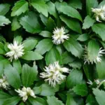71478-1_green-sheen.jpg