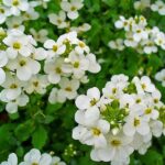 800px-Arabis_caucasica_002