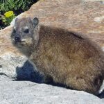 800px-Dassie3