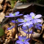 Jaterník trojlaločný 800px-Hepatica_nobilis_flowers