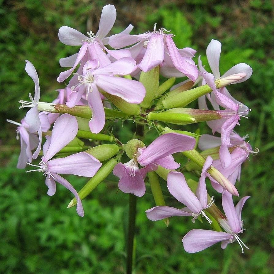 Mydlice lékařská