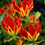 Glorióza rotschildova 831601-GloriosaRothschildianaRoot_1024x.jpg