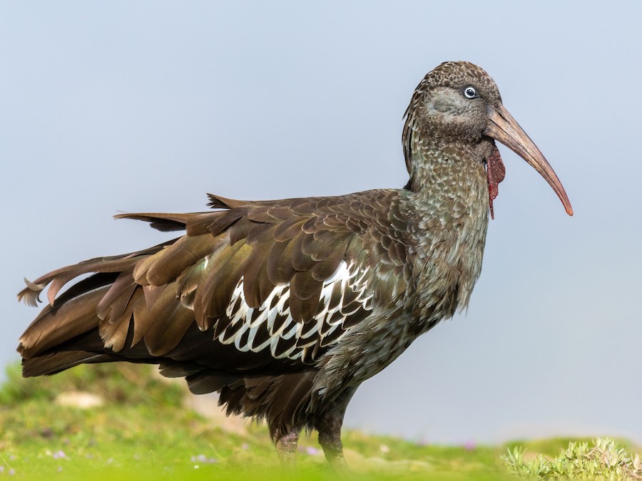 Ibis etiopský