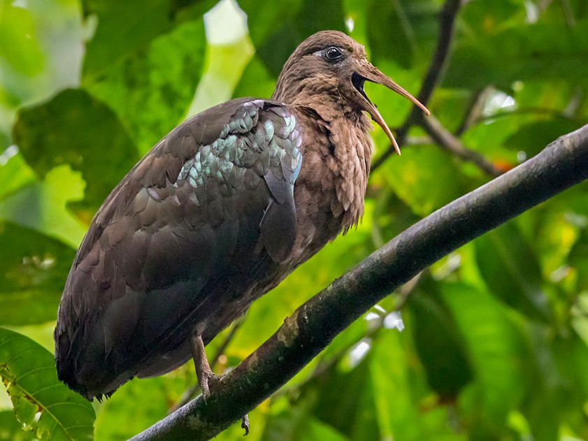 Ibis svatotomášský