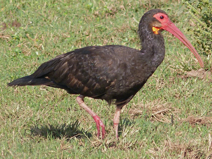 Ibis dlouhoocasý