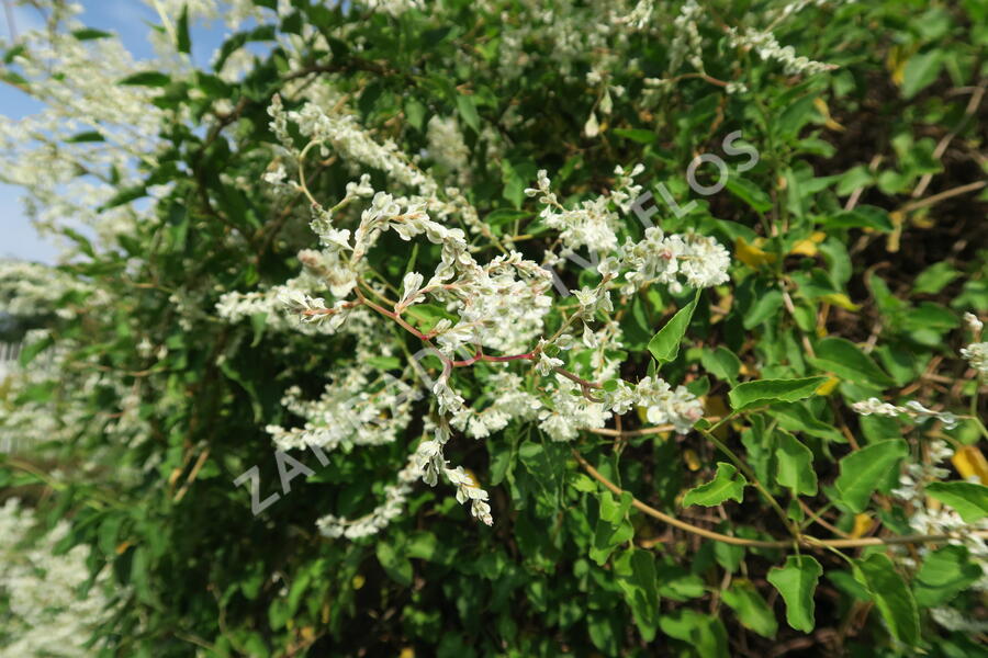 Opletka aubertova